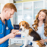Why Modern Veterinary Clinics Can’t Do Without Hematology Analyzers