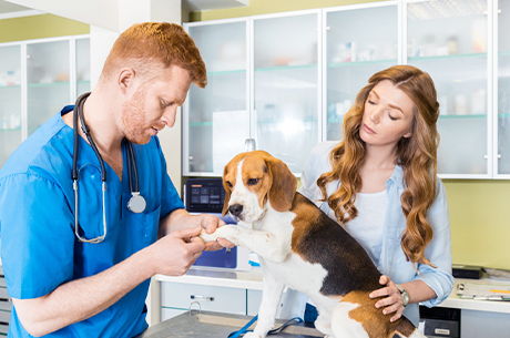 Why Modern Veterinary Clinics Can’t Do Without Hematology Analyzers